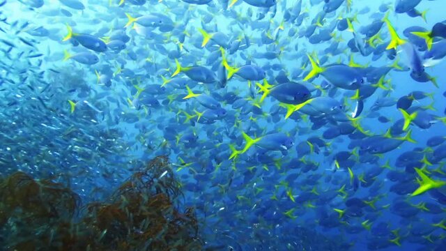 The hypnotic and soothing of schooling tropical fish
