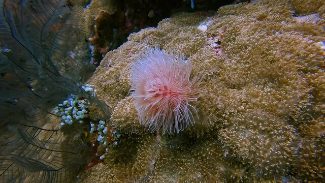 Red and pink marine tube worm waving in the ocean current