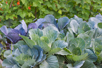 Leaves of various cabbage (Brassicas) plants in homemade garden plot. Vegetable patch with chard...