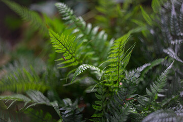 
young fern leaves in the forest