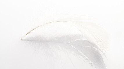Feather isolated. Abstract bird feather texture closeup on white background in macro photography, soft focus. Concept of sensitivity responsiveness to nature.
