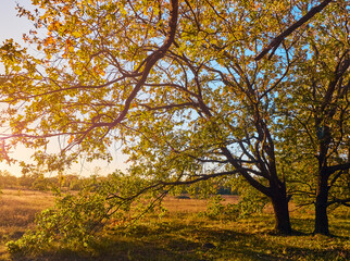 Fototapeta premium Beautiful autumn park with the yellow trees in sunny weather