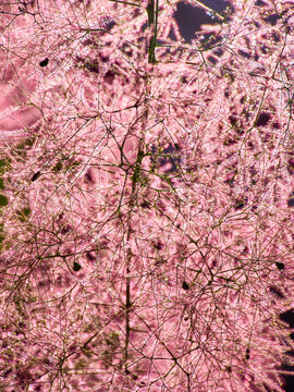 Closeup of smoke tree or Royal Purple in blossom.