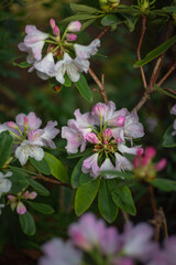 
blooming pink rhododendron in a greenhouse