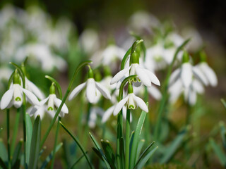 Blooming snowdrops in the springtime.