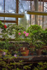 
flowers in pots in a greenhouse in spring