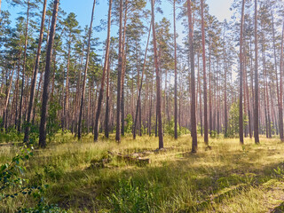 Beautiful landscape of pine forest in summer day.
