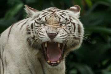 Obraz na płótnie Canvas White Bengal Tiger roaring, Close up. The White Tiger is a recessive mutant of the Bengal tiger, which was reported in the wild from time to time in Assam, Bengal, Bihar