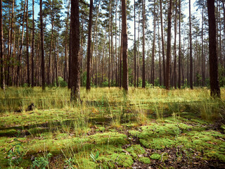 Fototapeta na wymiar Beautiful landscape of pine forest in summer day.