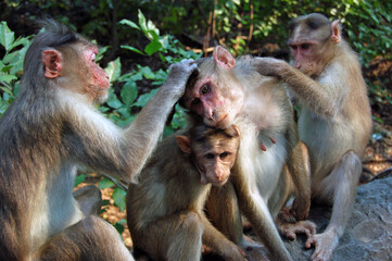 Macaque Monkeys grooming