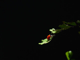 Closeup ladybug on a leaf in a beam of light on a dark background © Kulbabka