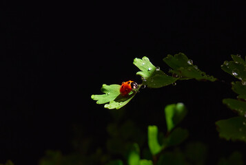 Closeup ladybug on a leaf in a beam of light on a dark background