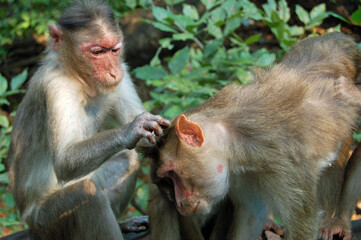 Macaque Monkey picking fleas