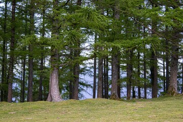 Beautiful forest with green grass in the mountain