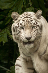 Fototapeta na wymiar White Bengal Tiger, Close up. The White Tiger is a recessive mutant of the Bengal tiger, which was reported in the wild from time to time in Assam, Bengal, Bihar and especially from the former State