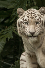 Face to Face with white Bengal Tiger as it makes an intense stare. Closeup White Bengal Tiger Isolated on Background. Head portrait. 