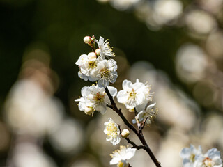 white Japanese ume plum blossoms 3