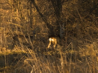 The roe deers (Capreolus capreolus) in the bushes. European roe in the wild
