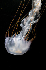 jellyfish