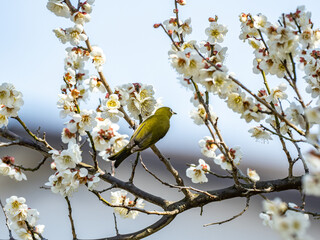 Japanese warbling white-eye in plum blossoms 16