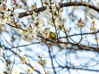 Japanese warbling white-eye in plum blossoms 17