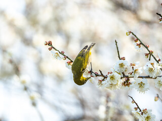 Japanese warbling white-eye in plum blossoms 22