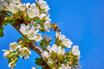 a bee collecting nectar in springtime