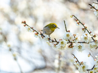 Japanese warbling white-eye in plum blossoms 24