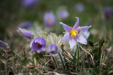 Pasqueflower in the spring blooming meadow