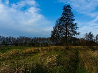 Obraz premium Solo tree tree in a field against a blue sky