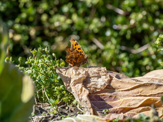 Asian comma butterfly on a large dead leaf