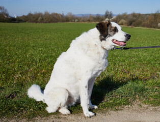 white mixed-breed dog makes sit in front of meadow