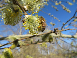 Pollensammelnde Biene an Weide