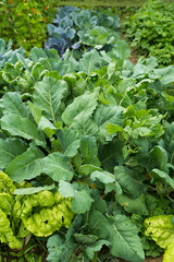 Leaves of various cabbage (Brassicas) plants in homemade garden plot. Vegetable patch with chard (mangold), brassica, kohlrabi and borecole. Close-up. Organic farming, healthy food, BIO viands.