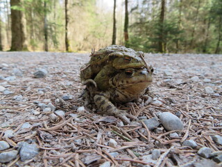 Kröten / Krötenwanderung