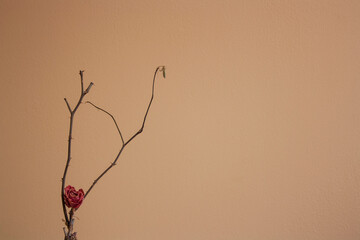 Dry stem of a rose with a pink bud and thorns on a light background. Minimalism