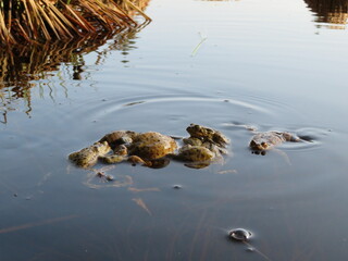 Kröten / Krötenwanderung