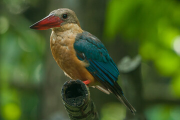 Stork-billed Kingfisher (Pelargopsis capensis) with large scarlet bill found predominantly in south asia and the Indian sub-continent.
