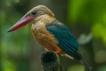 Stork-billed Kingfisher (Pelargopsis capensis) with large scarlet bill found predominantly in south asia and the Indian sub-continent.
