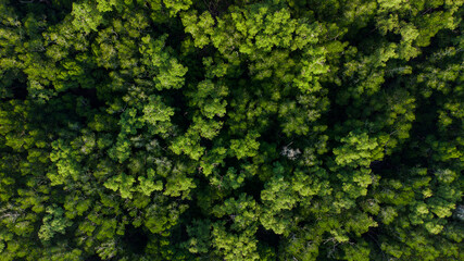 Mangrove forest aerial photography with a drone