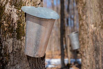 Collecting sap with metal buckets for maple syrup production, Canada