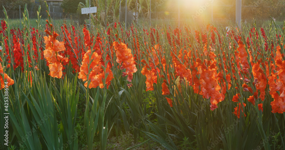 Sticker Red gladiolus flower farm with sunlight