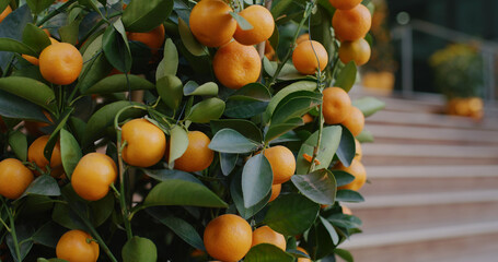 Mandarin oranges grow on tree for a happy chinese new year