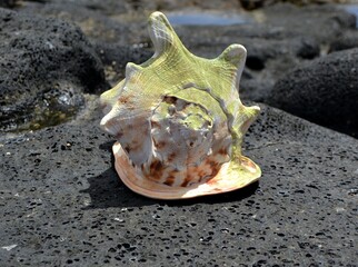 A beautiful conch on a rock