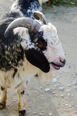 Close up portrait of goat. Concepts of beauty domestic animals. Expressive, original look of goat....