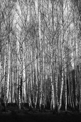 Large group of thin straight birch trunks planted close together in black and white for an abstract effect.