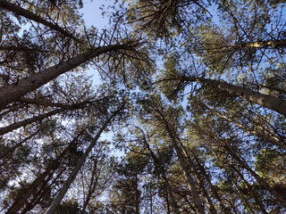 Fototapeta premium Parque natural de Fuentes Blancas en Burgos