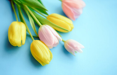 Yellow and pink tulips on a soft blue background. Spring bouquet of flowers