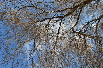 branches not trees on a sunny day and still without leaves