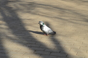 dove in white-blue paint